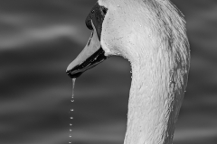 le_cygne_a bu