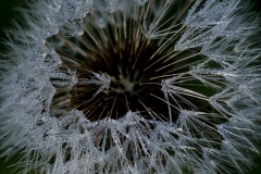 perle_de_rosee_003