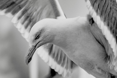 dans_l_oeil_du_goeland