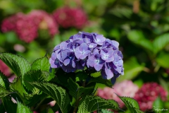 hortensia