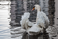 cygne