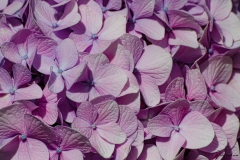 fleur_hortensia