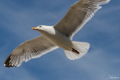 goeland_001
