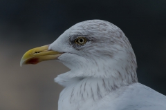 goeland_a_collerette