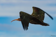 ibis_chauve_03