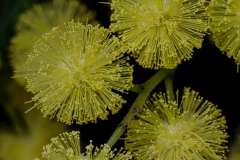 mimosa