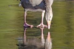 reflet_dans _la_glace