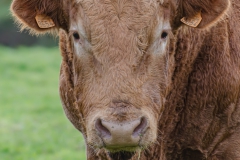 taureau