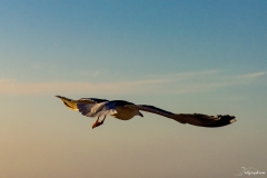 vol_du_goeland
