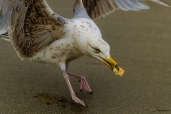 goeland 03