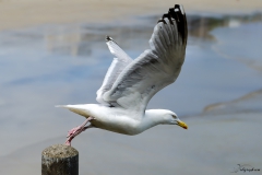 goeland