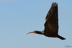 Ibis chauve