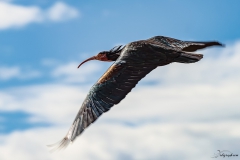 Ibis chauve