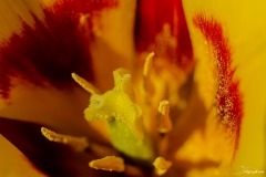 Fleur_001