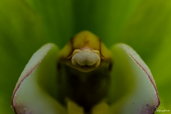 Fleur_003