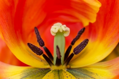 Fleur_004