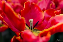 Fleur_005