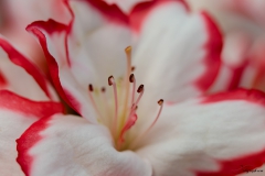 Fleur_006