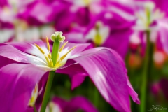 Fleur_007