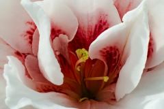 Fleur_008