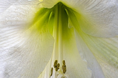 Fleur_009