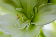 Fleur_010
