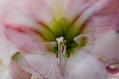 Fleur_011