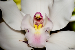 Fleur_012