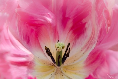 Fleur_013