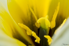 Fleur_014