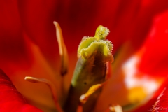 Fleur_015