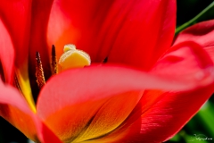 Fleur_016