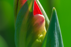 Fleur_017
