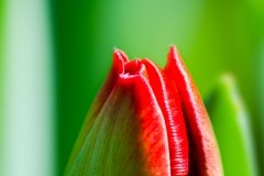 Fleur_018