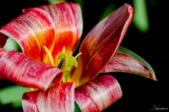 Fleur_019