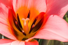 Fleur_020