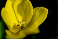 Fleur_021