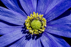 Fleur_022