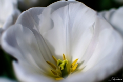 Fleur_023