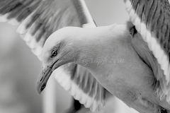 dans_l_oeil_du_goeland