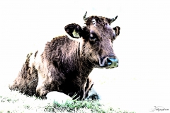 dessine_moi_une_vache
