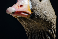 portrait d'oie