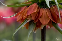 Keukenhof Fleur-1