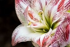 Keukenhof Fleur-11