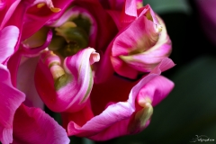 Keukenhof Fleur-12