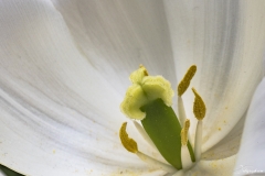 Keukenhof Fleur-13