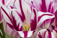 Keukenhof Fleur-14