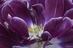 Keukenhof Fleur-15