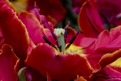Keukenhof Fleur-16