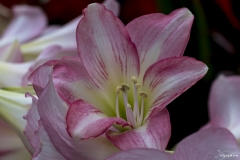 Keukenhof Fleur-17